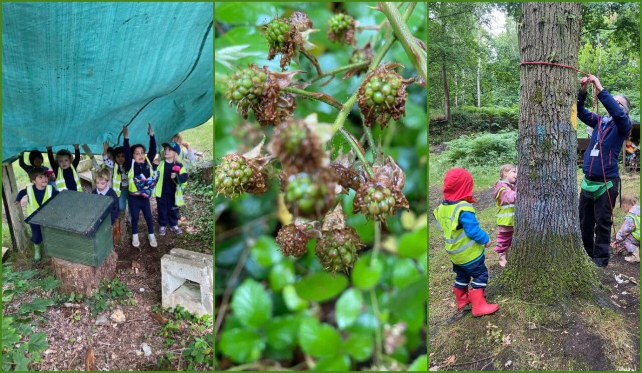 Owls Forest School July 11th