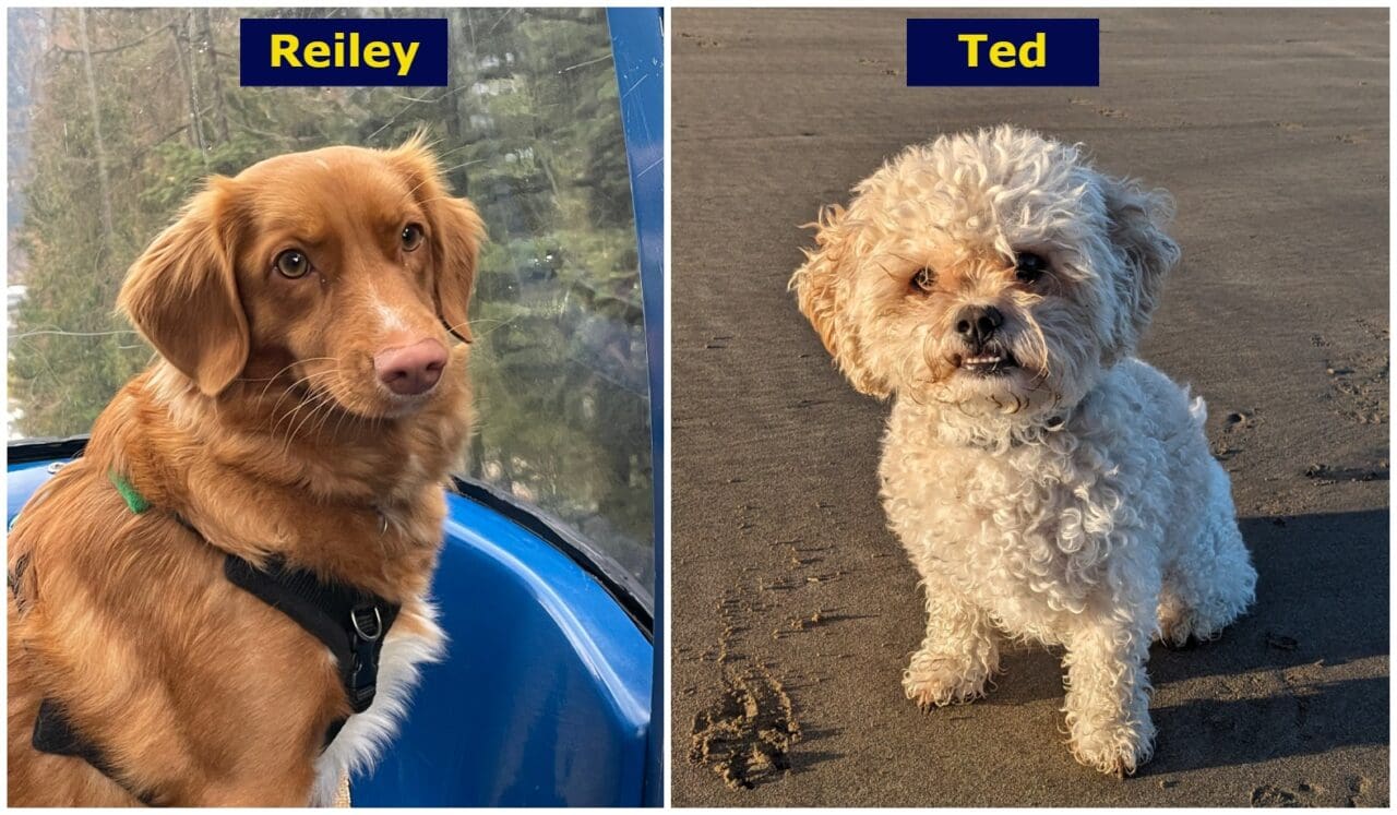 ND Wellbeing Dogs - Reiley and Ted