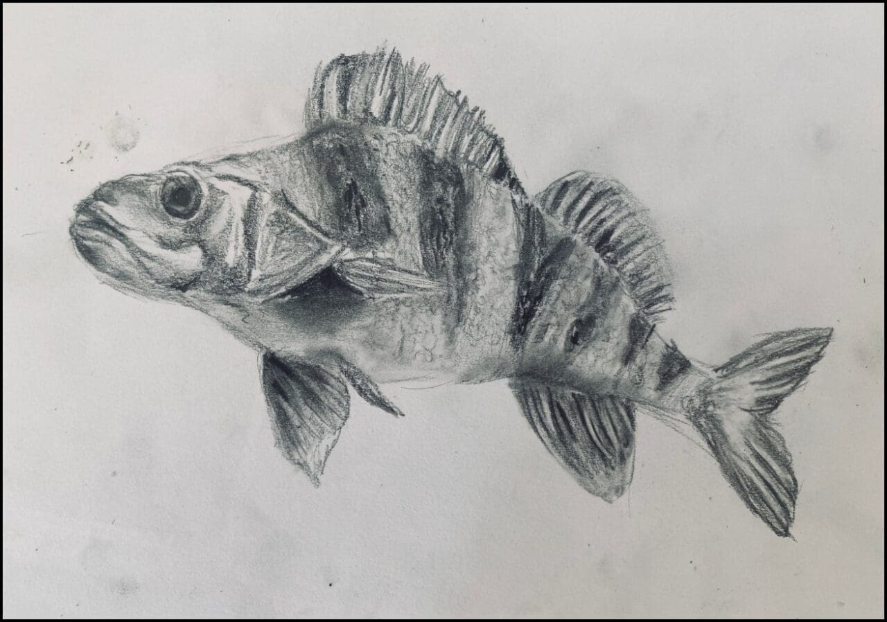 Year 6 Tonal Fish