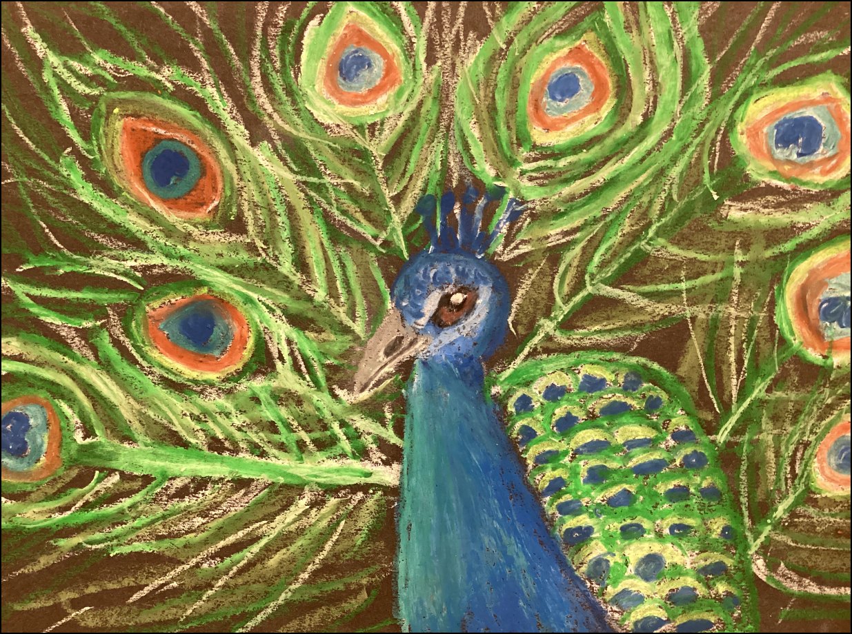 Prep Art - Year 5 Peacocks