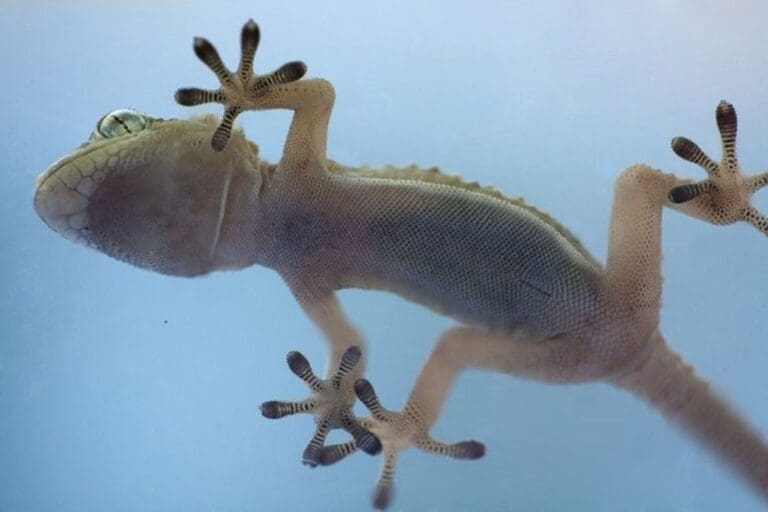 Science Corner - Gecko Feet