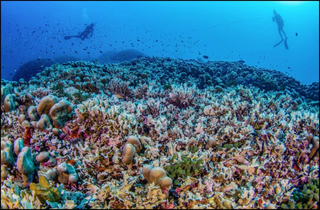 Science Corner - Worlds Largest Coral