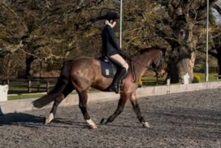 Sophie Coward - Equestrian