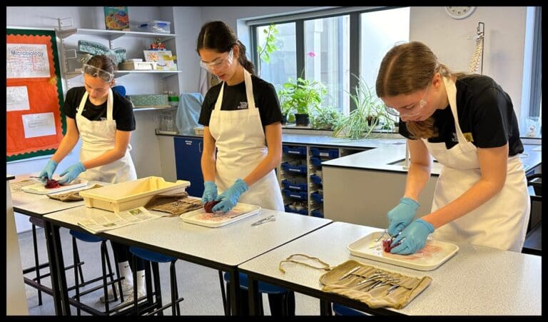 Y13 Kidney Dissection