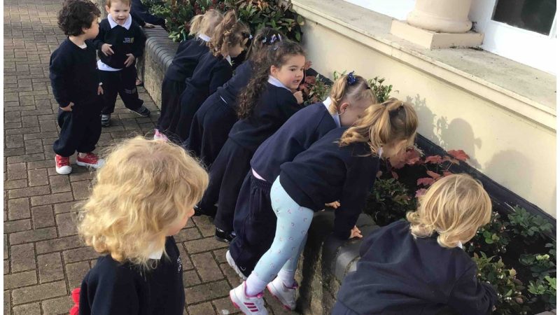 Caterpillars Explore The Grounds