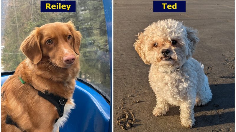 ND Wellbeing Dogs - Reiley and Ted