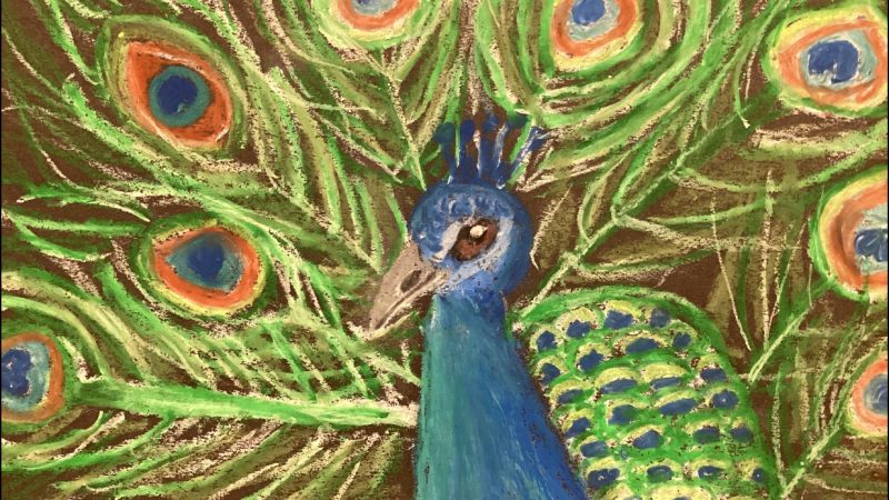 Prep Art - Year 5 Peacocks