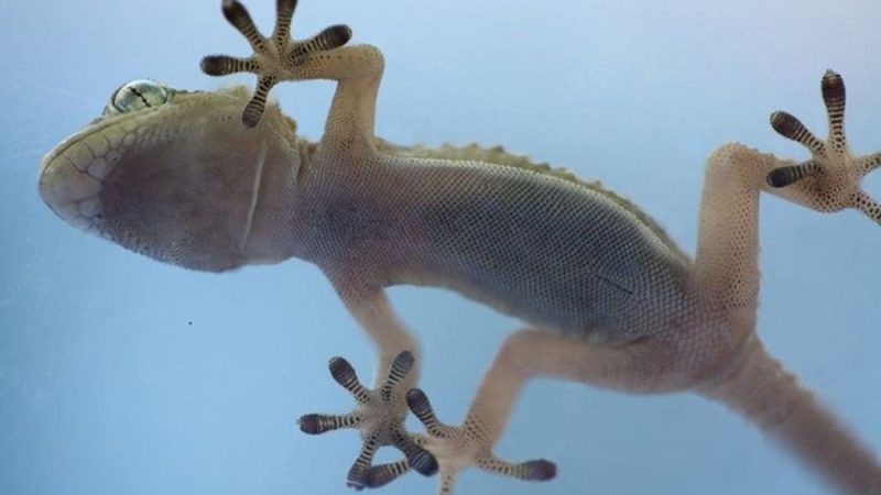 Science Corner - Gecko Feet