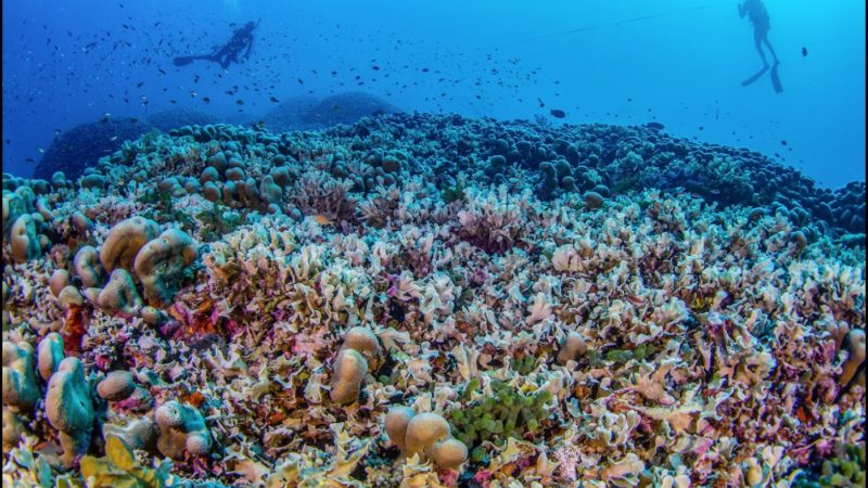 Science Corner - Worlds Largest Coral