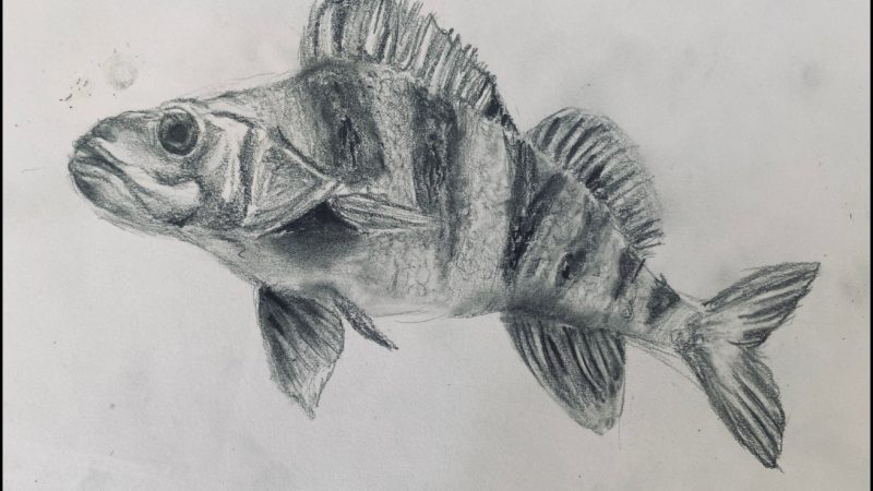 Year 6 Tonal Fish